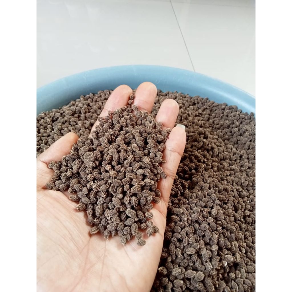 Benih Unggul Pepaya California kualitas terbaik siap tanam 1kg