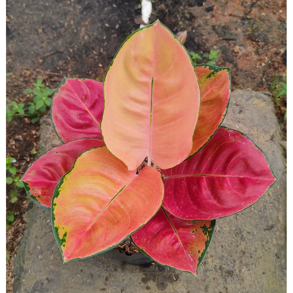 Aglonema kochin ebony cantik - bibit bonggol asli