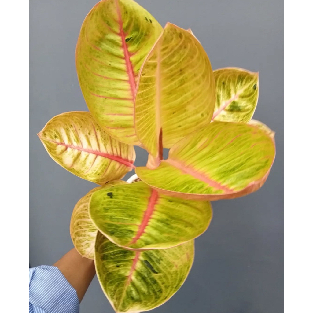 Aglonema Goliath murah - bibit bonggol asli