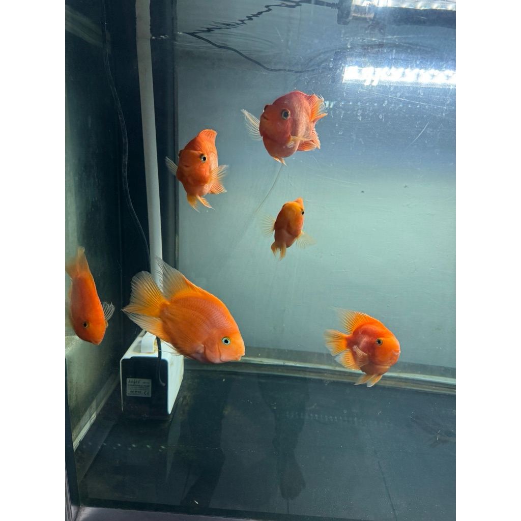 Red Parrot Fish || HONG SUIHU