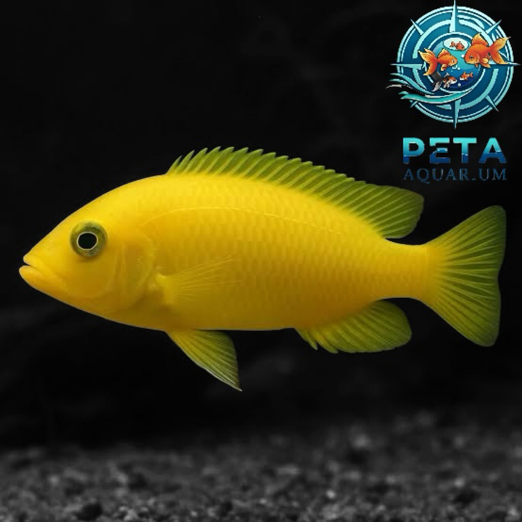 INSTANT Ikan Lemon Cichlid Kecil