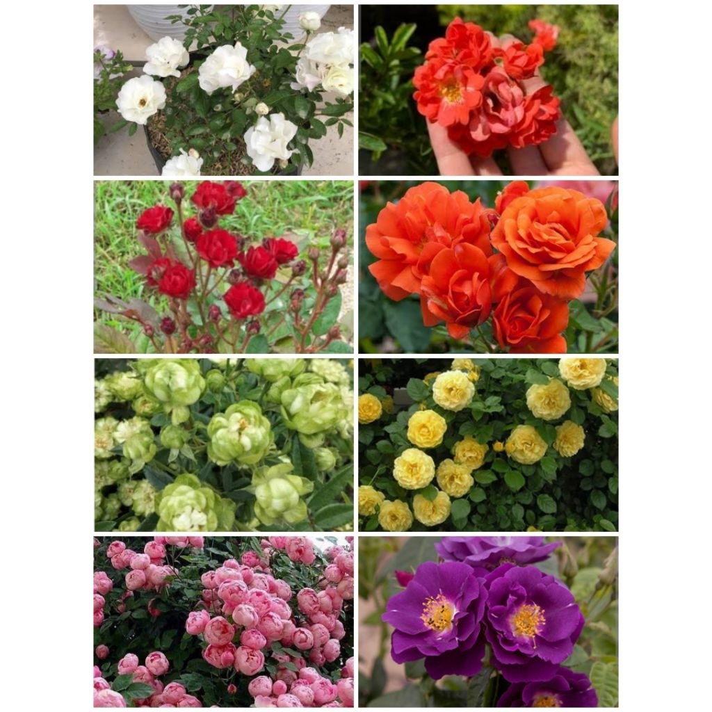 paket 5 tanaman bunga mawar rambat warna mix/tanaman mawar rambat/tanaman hidup