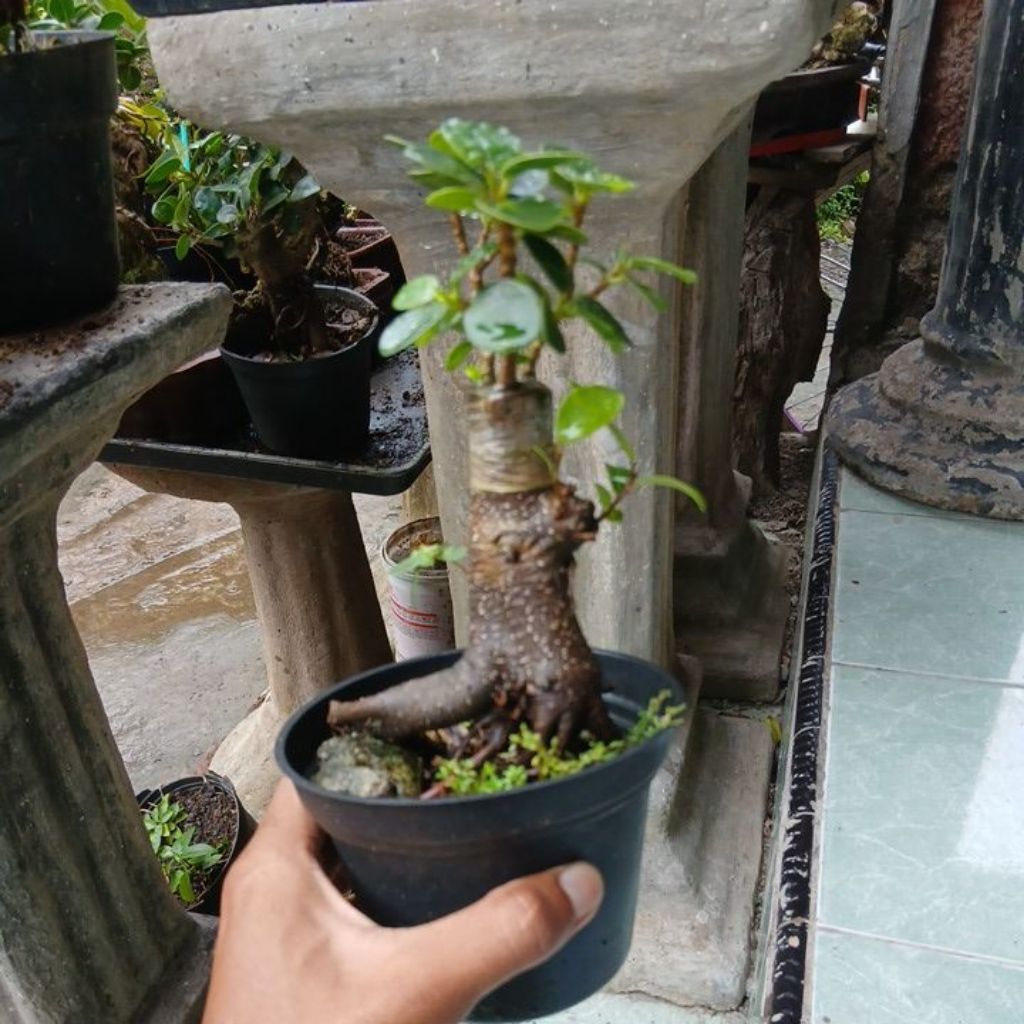 bonsai dolar micro
