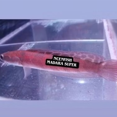 [ KETAPANG CAIR  ]RED BARITO SP MADARA 20 CM SIMET