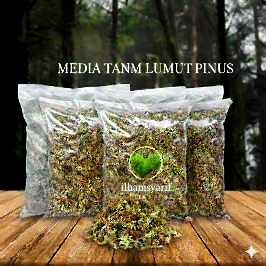 Lumut Pinus Segar - Media Tanam, Aquascape, Terrarium, Bonsai.
