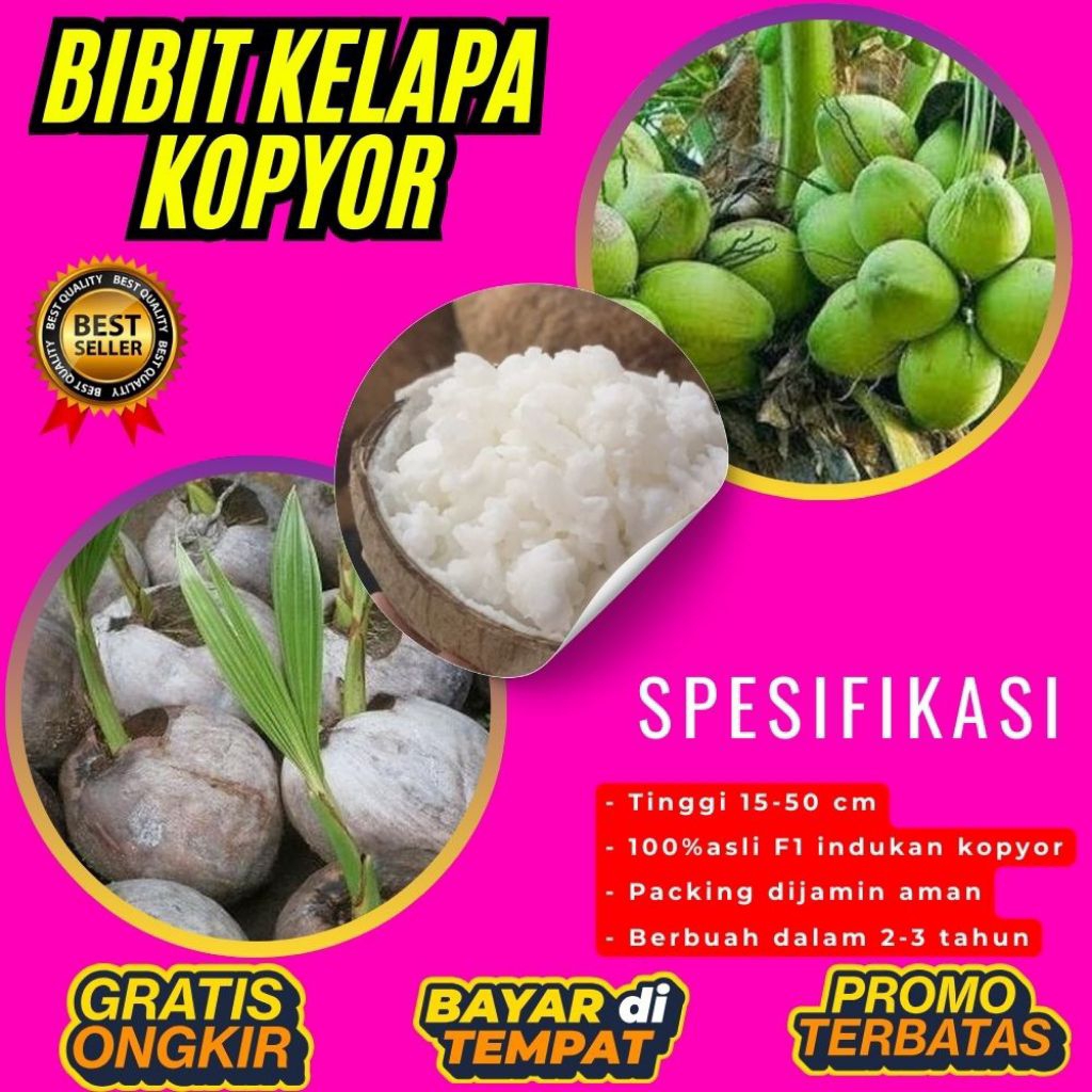 KUALITAS UNGGULAN  Bibit Kelapa Kopyor Madu, Bibit Kelapa Kopyor Super, Bibit Kelapa Kopyor Terdekat