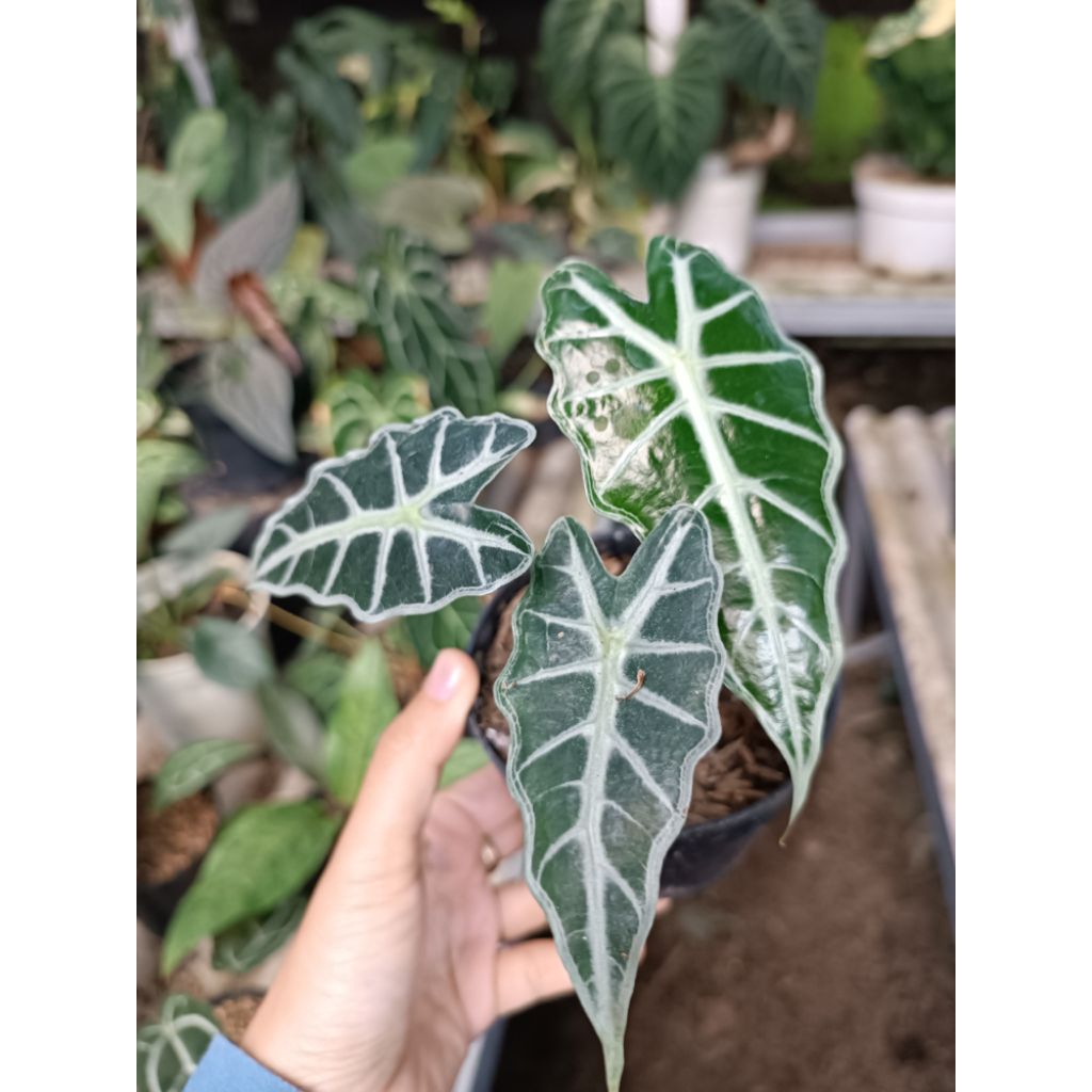 alokasia parasol, cuprea, waroq