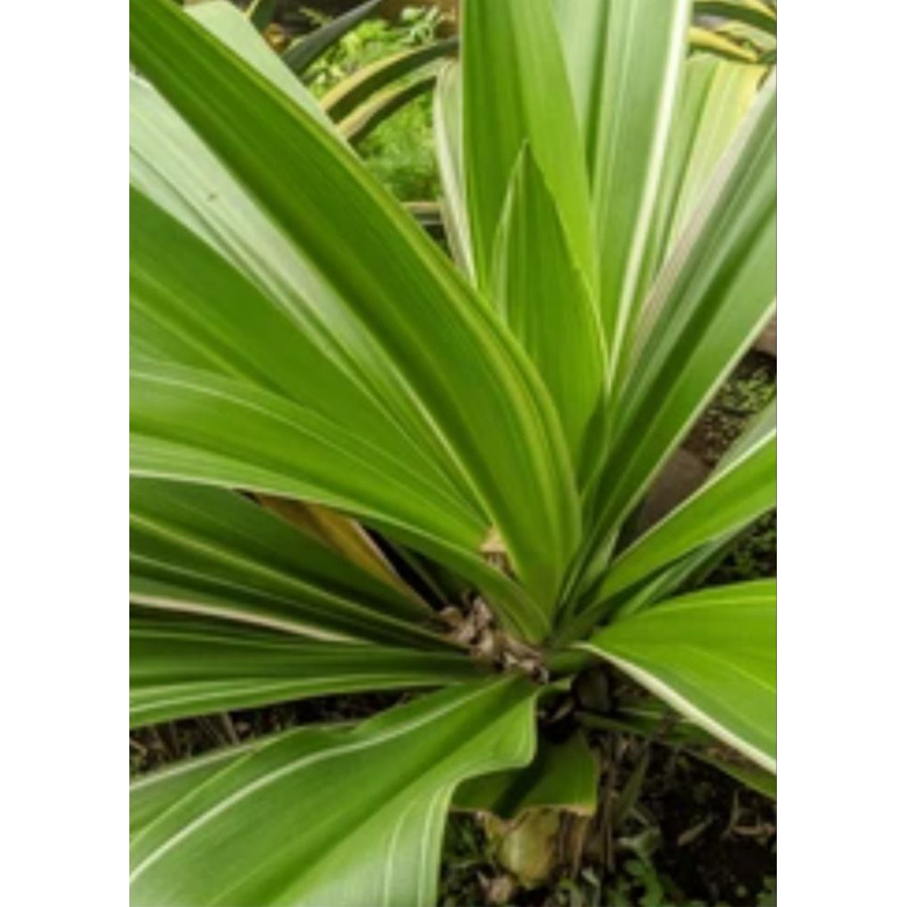 Hanjuang atau andong