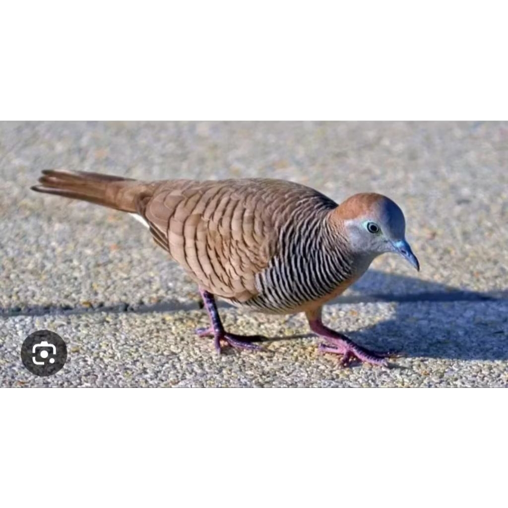 Burung perkutut lokal alam sudah mau bunyi gacor