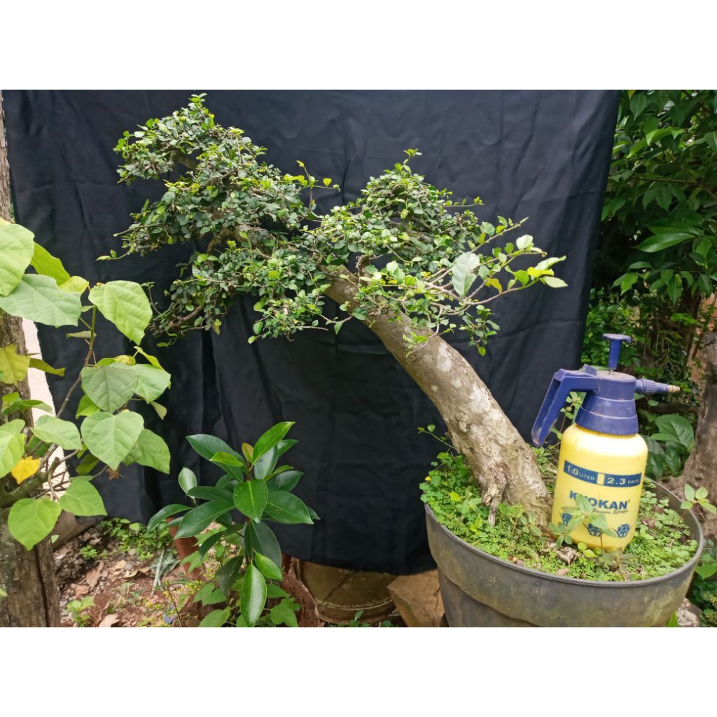 SERUT BONSAI SERUT SIAP PAJANG