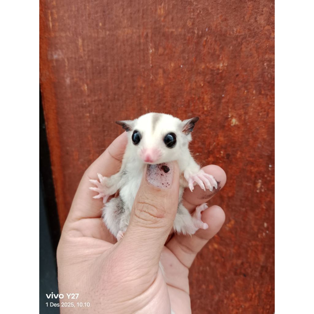 Sugar glider platinum Joey