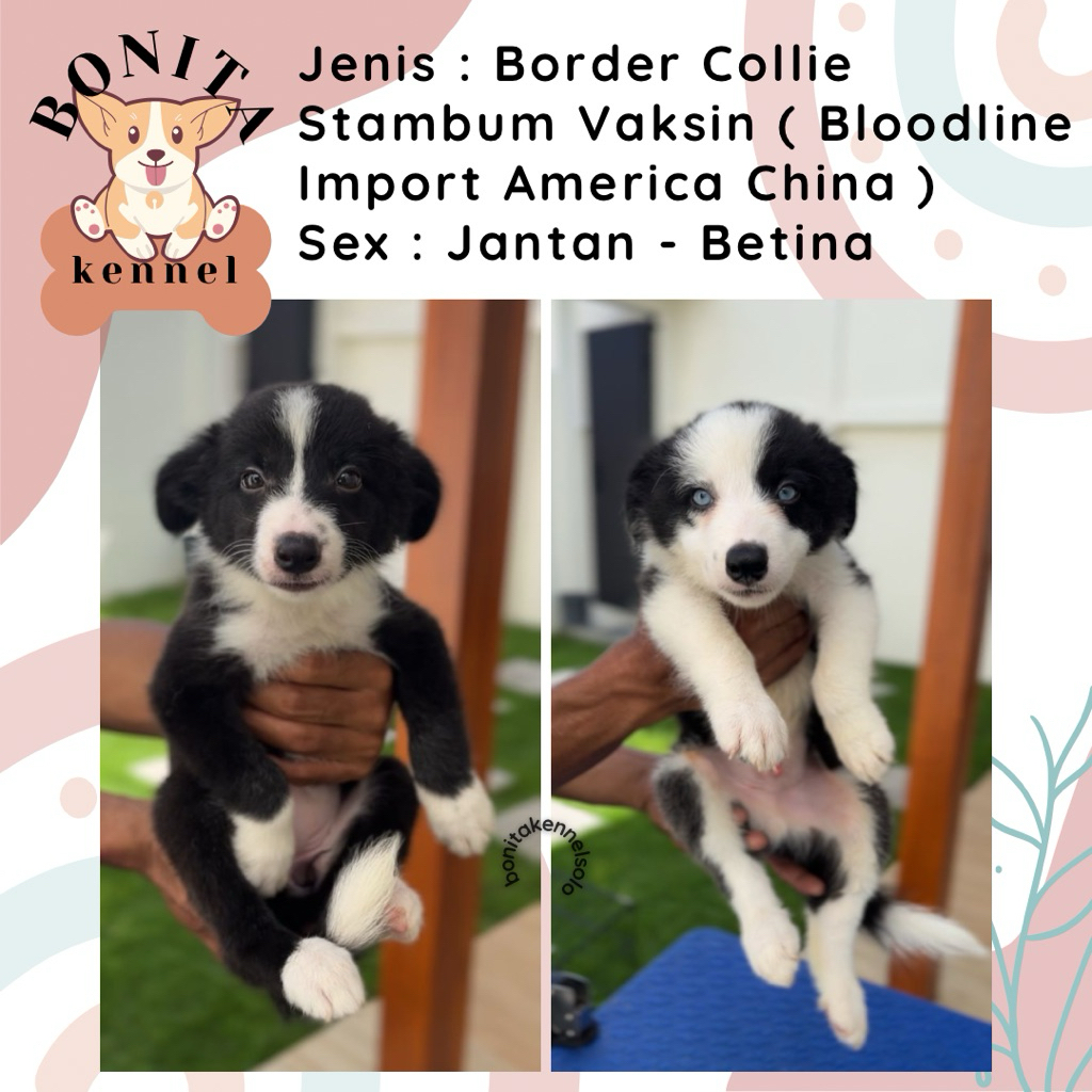 Border Collie Stambum Black And White Flipflop Blue Eyes Anak Anjing Border Collie Jantan Betina