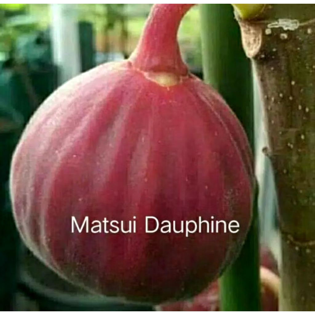 Bibit Buah Tin Merah Jumbo MD Matsui Dauphine Asal Jepang Fresh Cangkok Batang Siap Tanam Cepat Berb