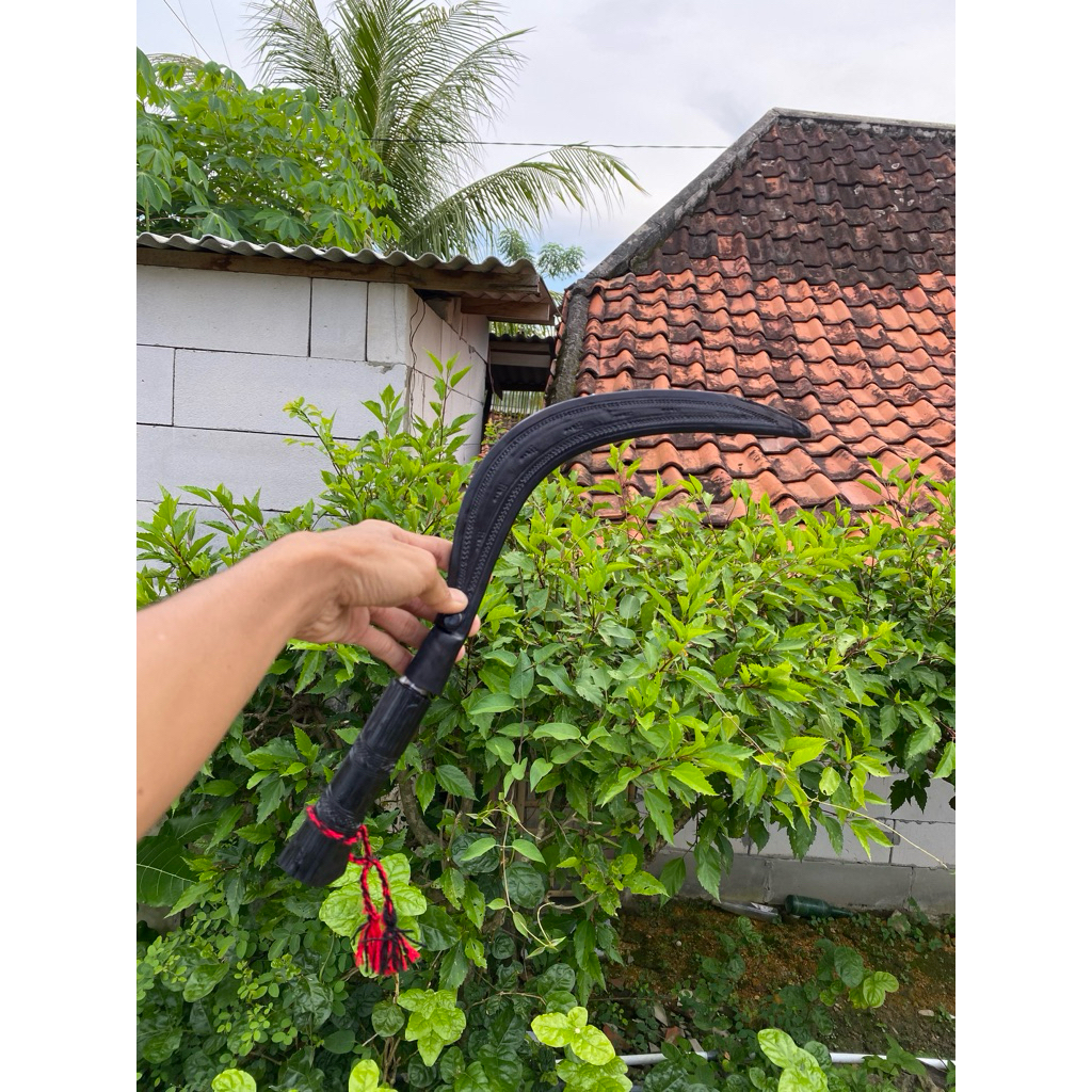 1pac arit rumput asli Madura 50 cm fre sarung