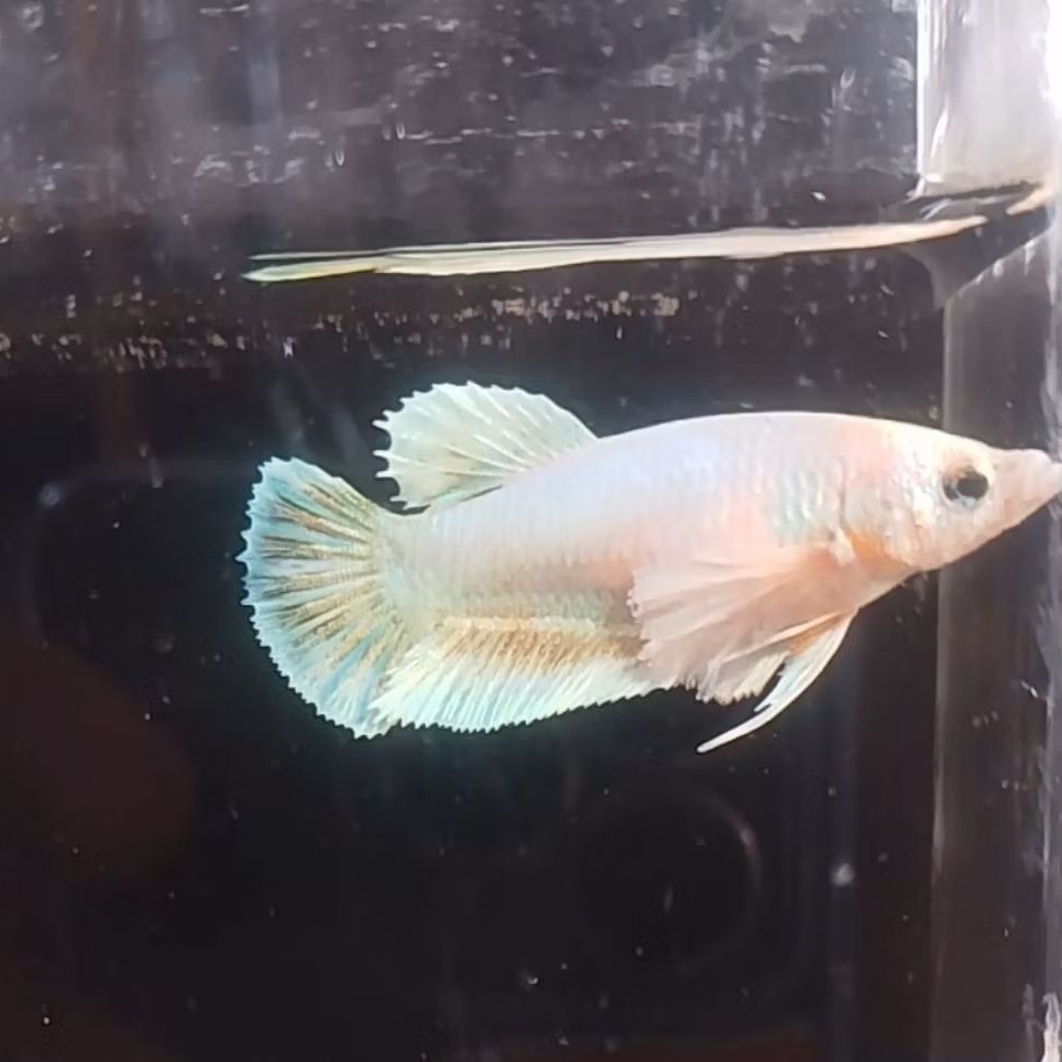 female Dumbo Ear soft gold