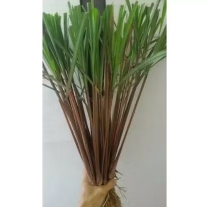 1kg sereh merah segar/sereh lanang