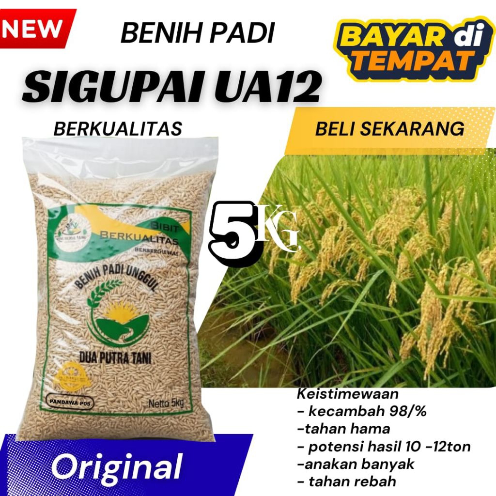 BENIH PADI SIGUPAI UA12 KEMASAN 5 KG KUALITAS TERBAIK