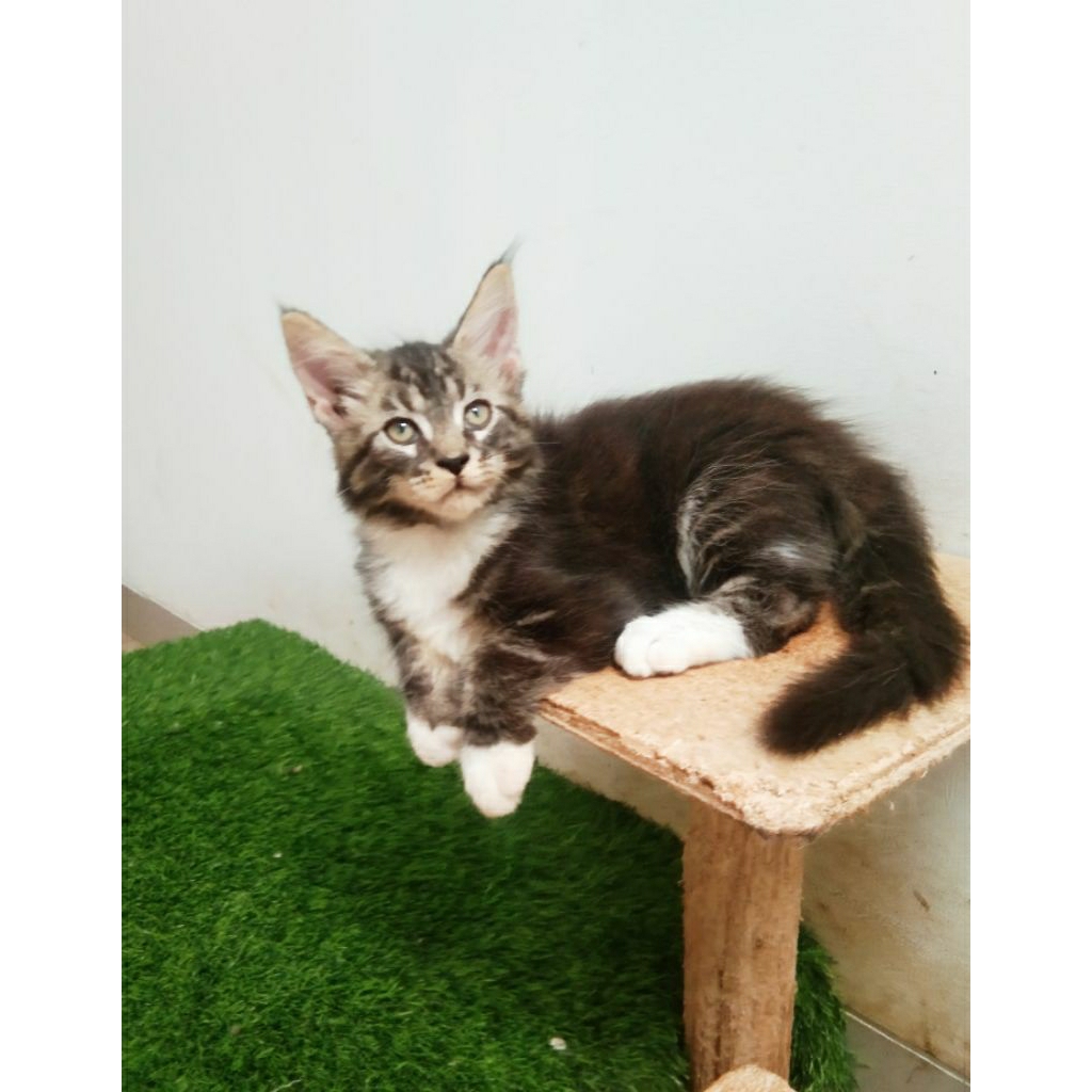 Kitten MaineCoon Jantan Pure bkn mix. Garansi Keasliannya.