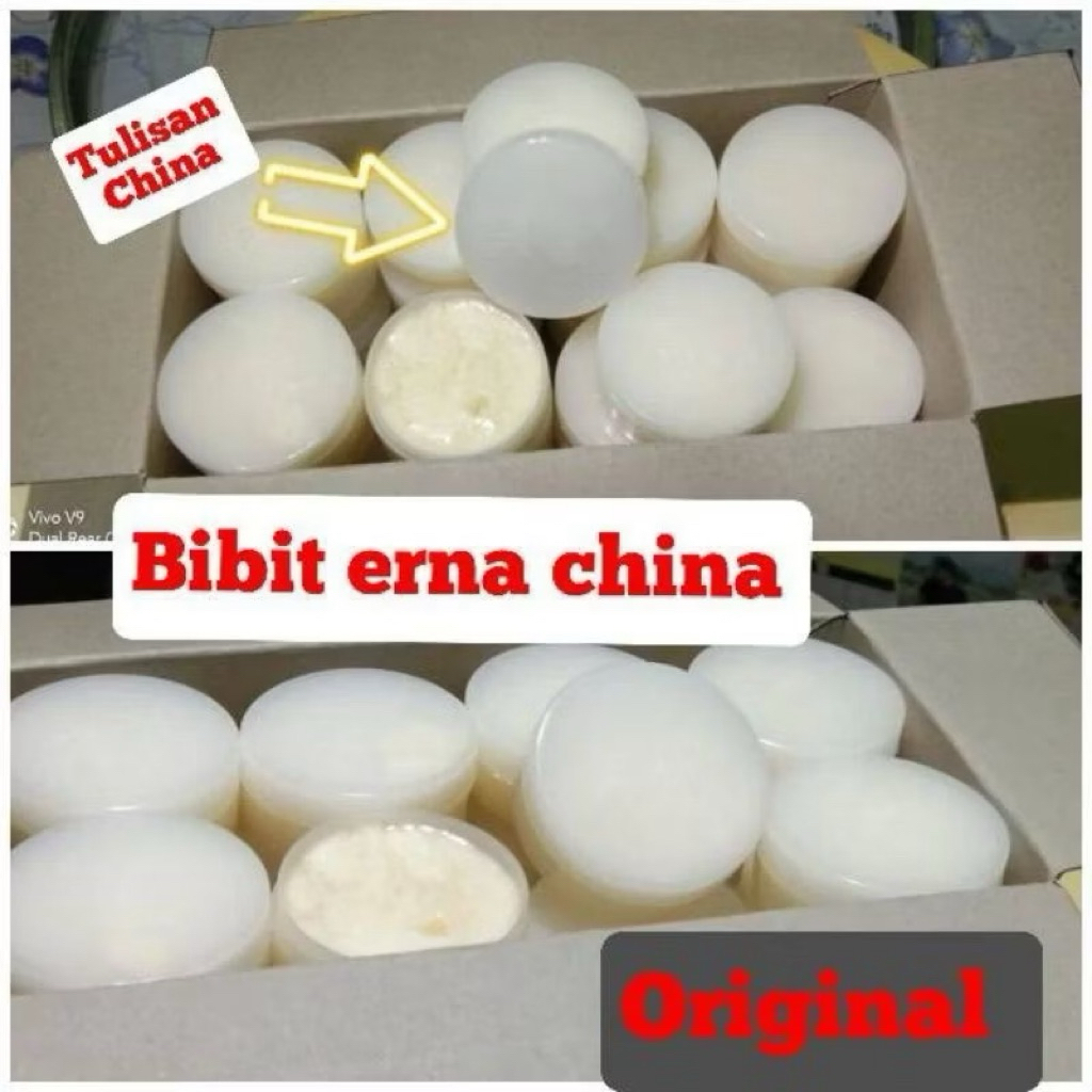 Bibit Cina // Erna Cina Original // BIBIT PEMUTIH CINA SUPER DOSTING