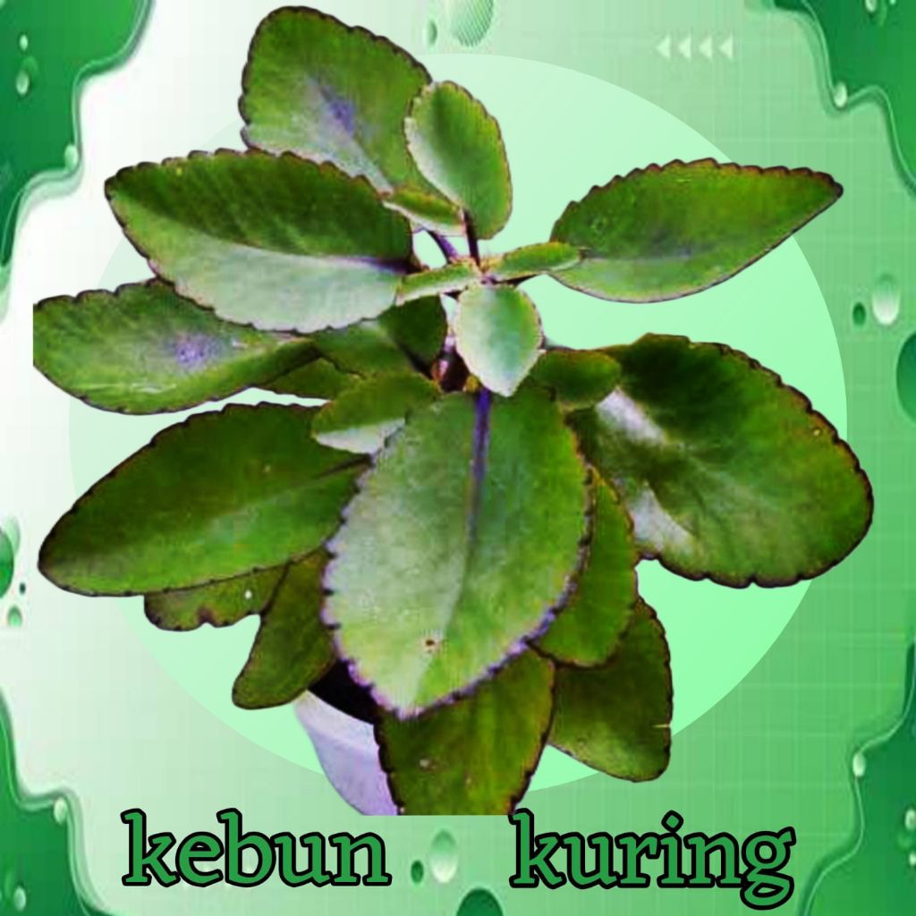 cocor bebek / tanaman cocor bebek 30g