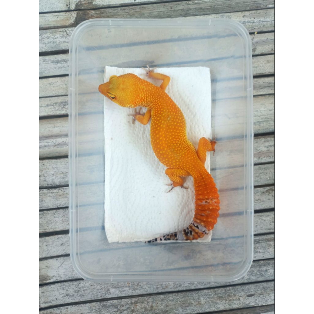 MAINAN GECKO SHTCTB