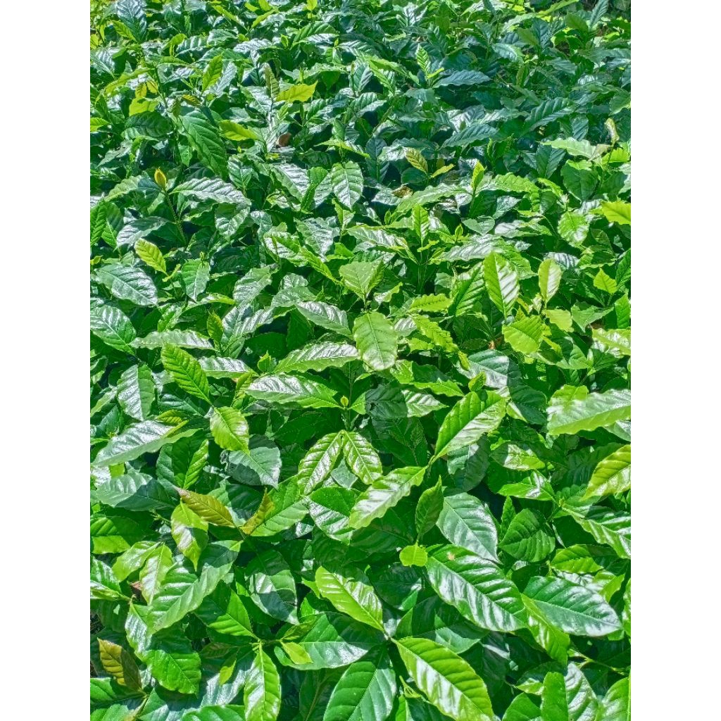 bibit kopi Arabika Gayo 3 Ateng super 23 pohon