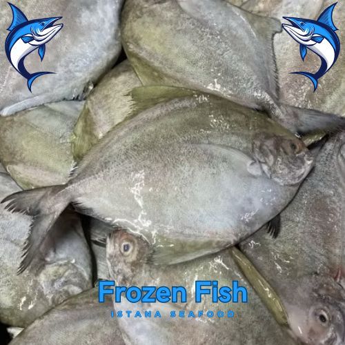 Ikan Bawal Laut Segar 1kg - Bawal Laut Hitam - Ikan Dorang - Frozen Seafood kualitas Grade A