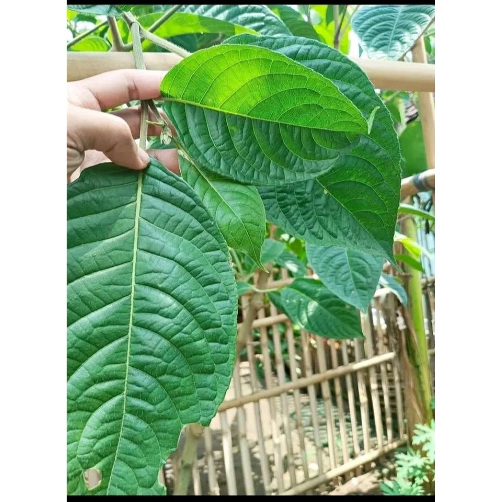 BIBIT TRICHANTERA GIGANTEA / PER 15 BATANG