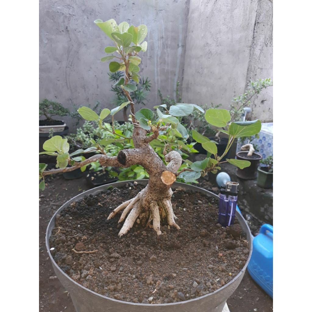 bonsai bahan waru jepang