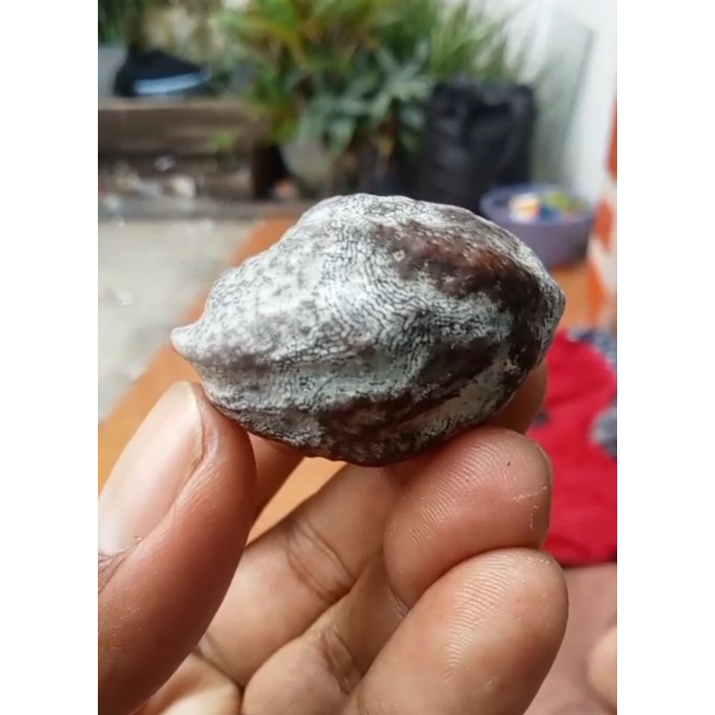 muncang Jayanti pait original cilawu ukuran jumbo