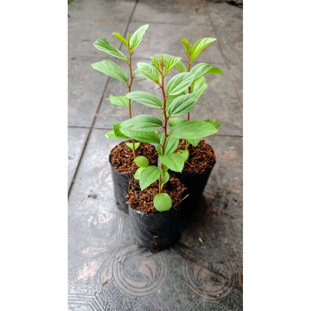 Bibit Bidara Arab Asli