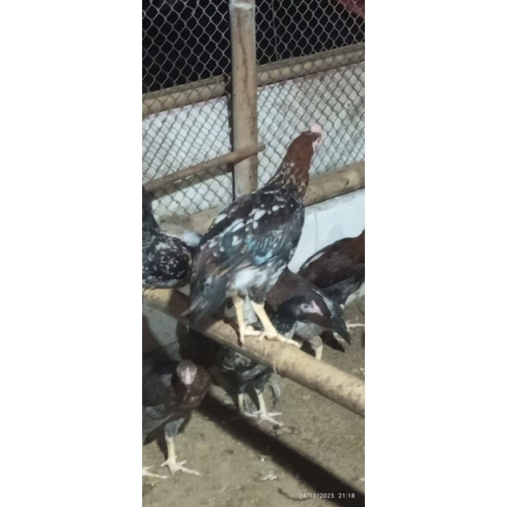 Ayam KUB (paket ternak rumahan 1jantan 4betina) usia 4bulan berat rata2 1,3kg
