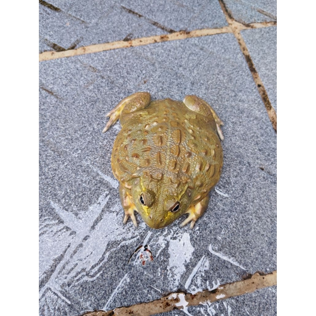 Mainan African Bullfrog