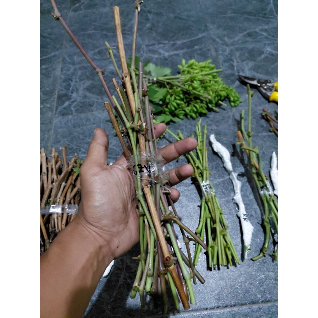 Paket Entres Anggur Import