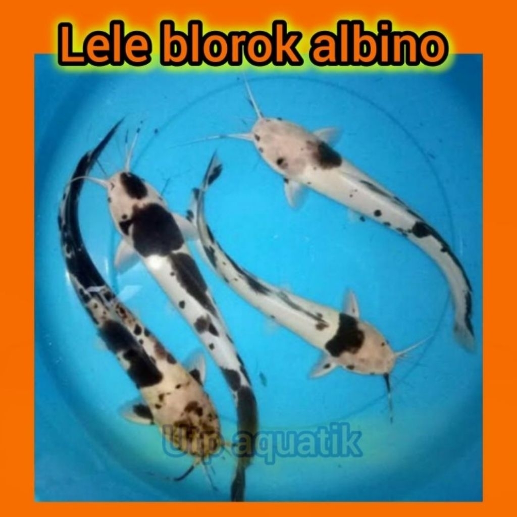 hiasan aquarium lele sapi albino polkadot 2 ekor