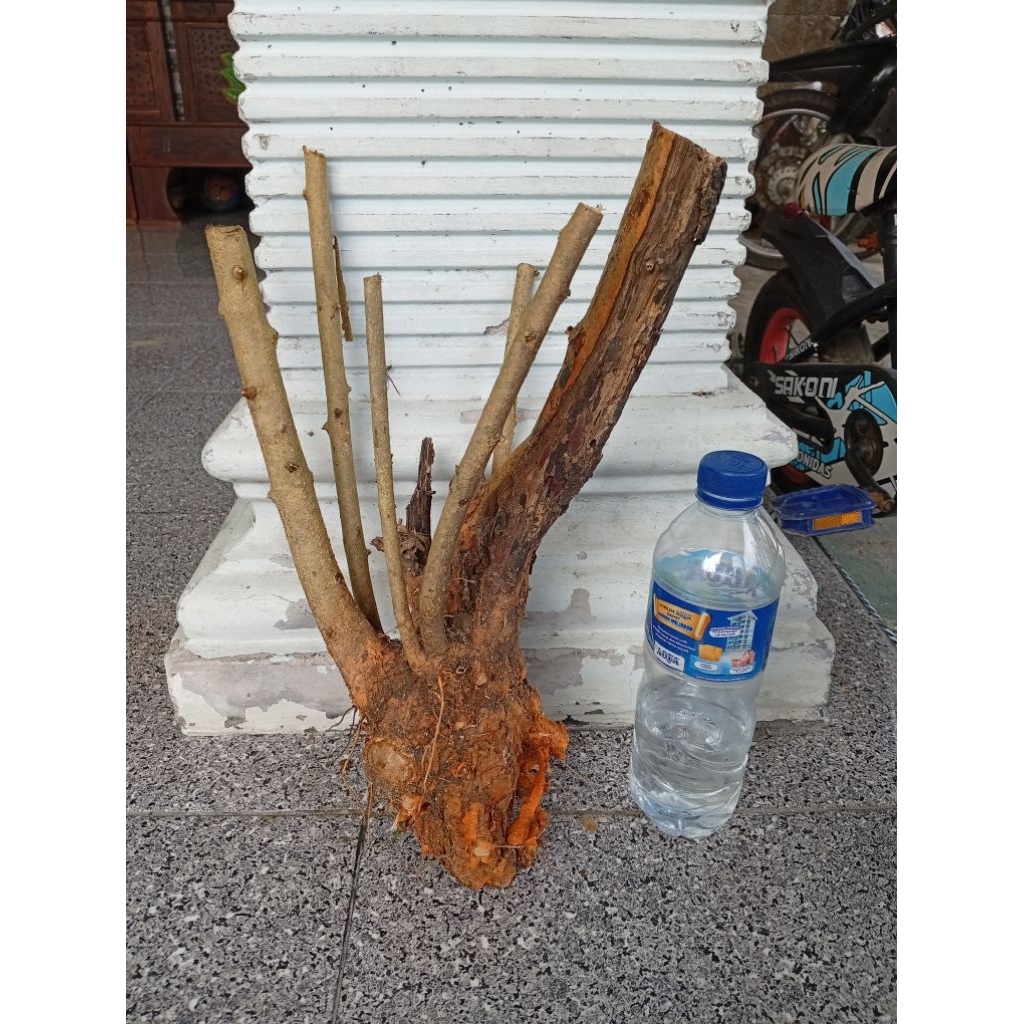 tanaman sisirkaliage dongkelan akar batang sisir bahan bonsai