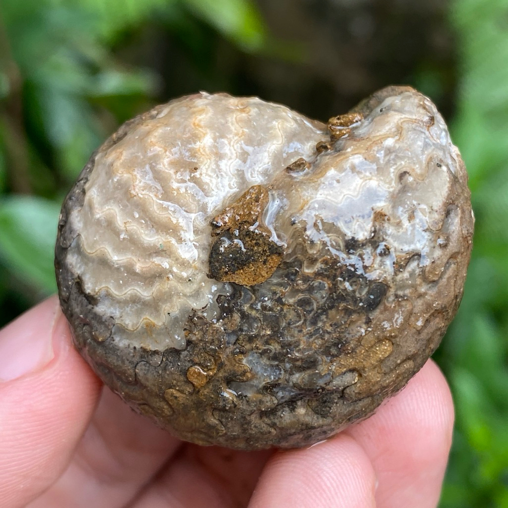43Gr Fosil Ammonite - Natural Ammonite Full Suture