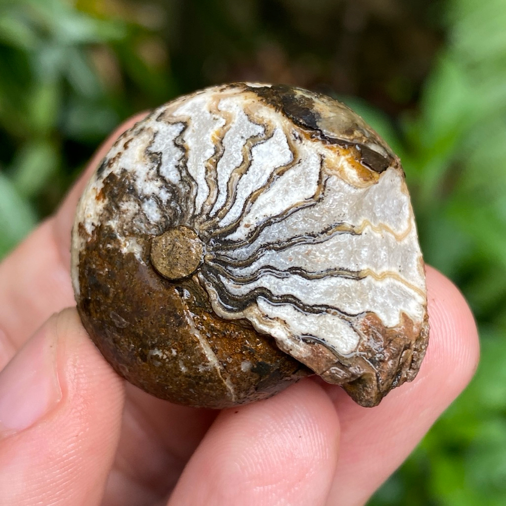 28Gr Fosil Ammonite - Natural Ammonite Full Suture