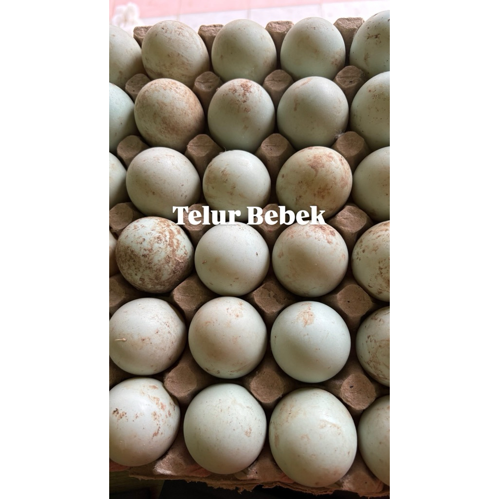 telur bebek varian karpet/tray