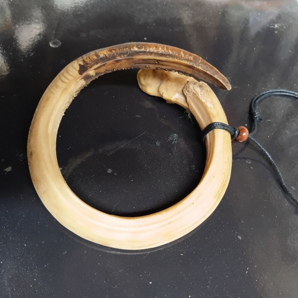 Kalung Taring Melingkar Ngurak Jumbo Replika