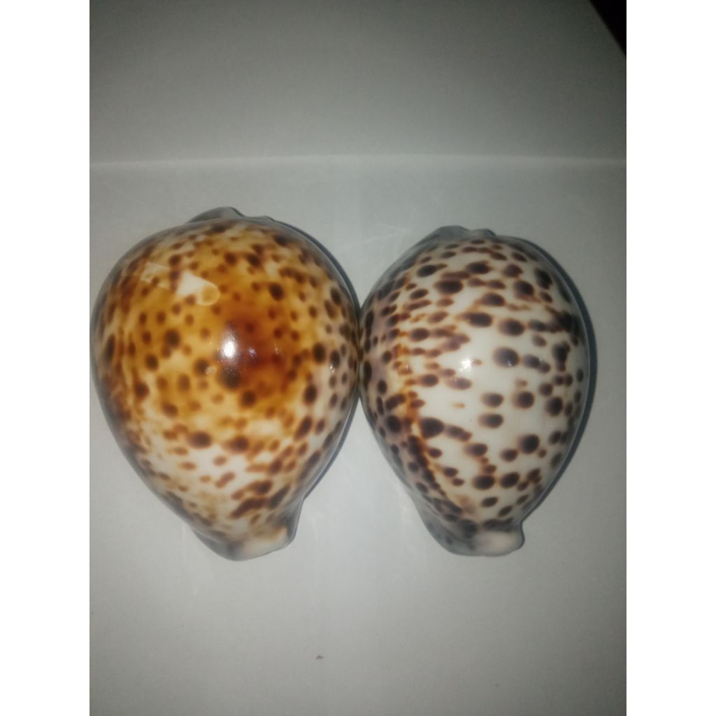 cangkang kerang kuwuk size 9