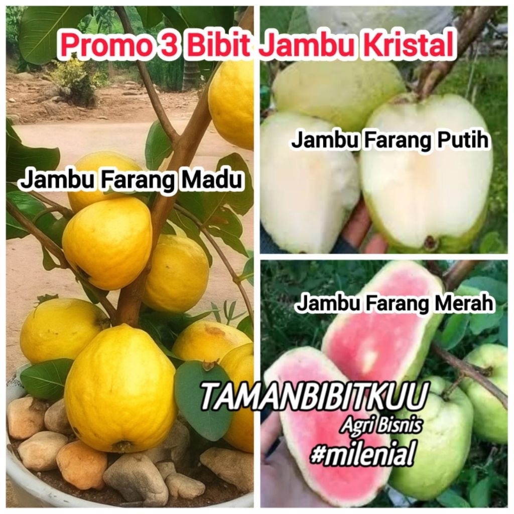 PROMO 3 Bibit Jambu Kristal FARANG ( Jambu Farang Merah, Jambu Farang Putih, Jambu Farang Madu )
