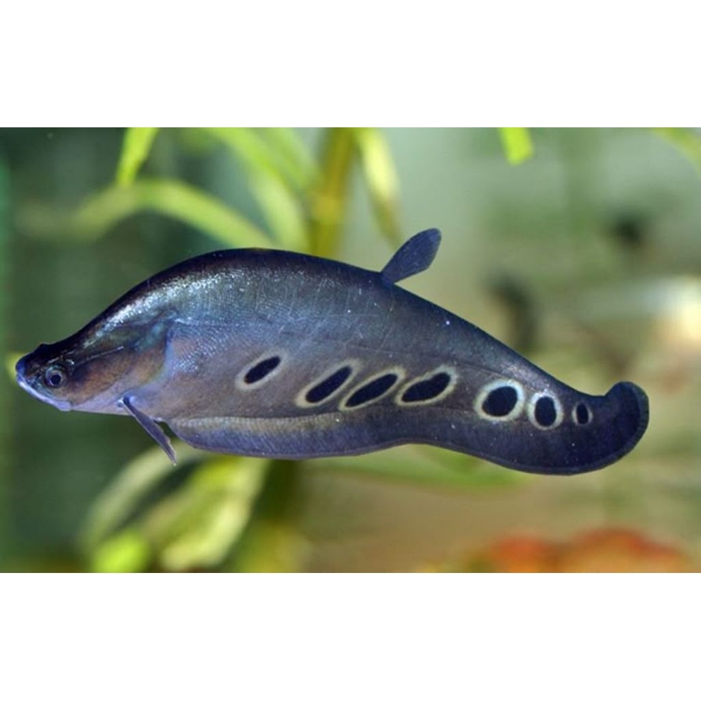 Belida Bangkok 8-10cm - Ikan Hias