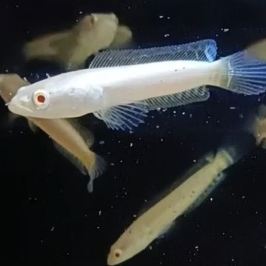 striata albino 7-8cm mata merah