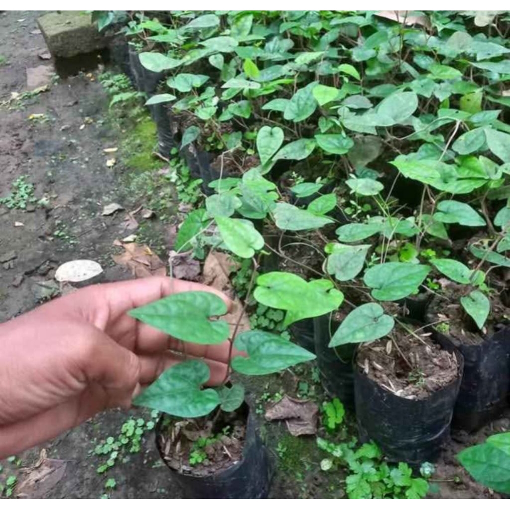 bibit cabe Jawa/cabe Puyang hibrida (perdu)