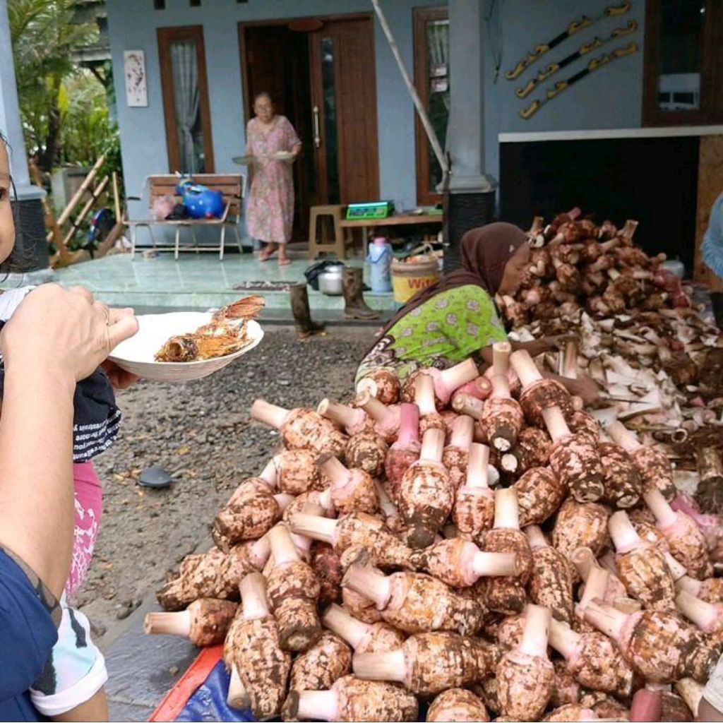 Talas Pratama 2 Termurah | Talas Bogor | Talas Brilian