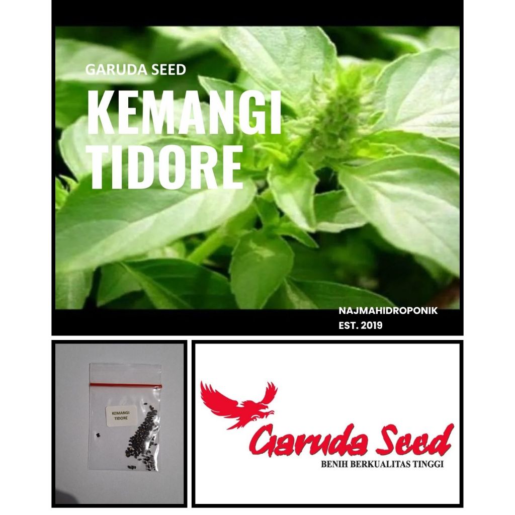 50 Butir Benih Sayuran Kemangi Tidore Repacking (Garuda Seed)