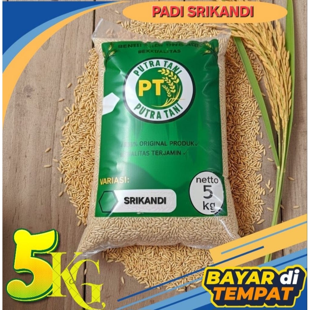 BENIH PADI BIBIT PADI UNGGUL SRIKANDI JUMBO BERKUALITAS (Kemasan 5KG)