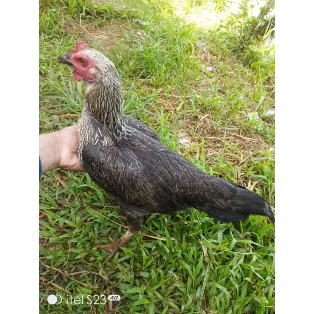 Betina ayam kampung usia 5 bulan