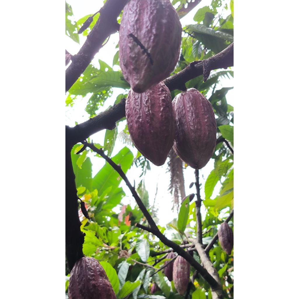 bibit buah kakao dan biji kakao